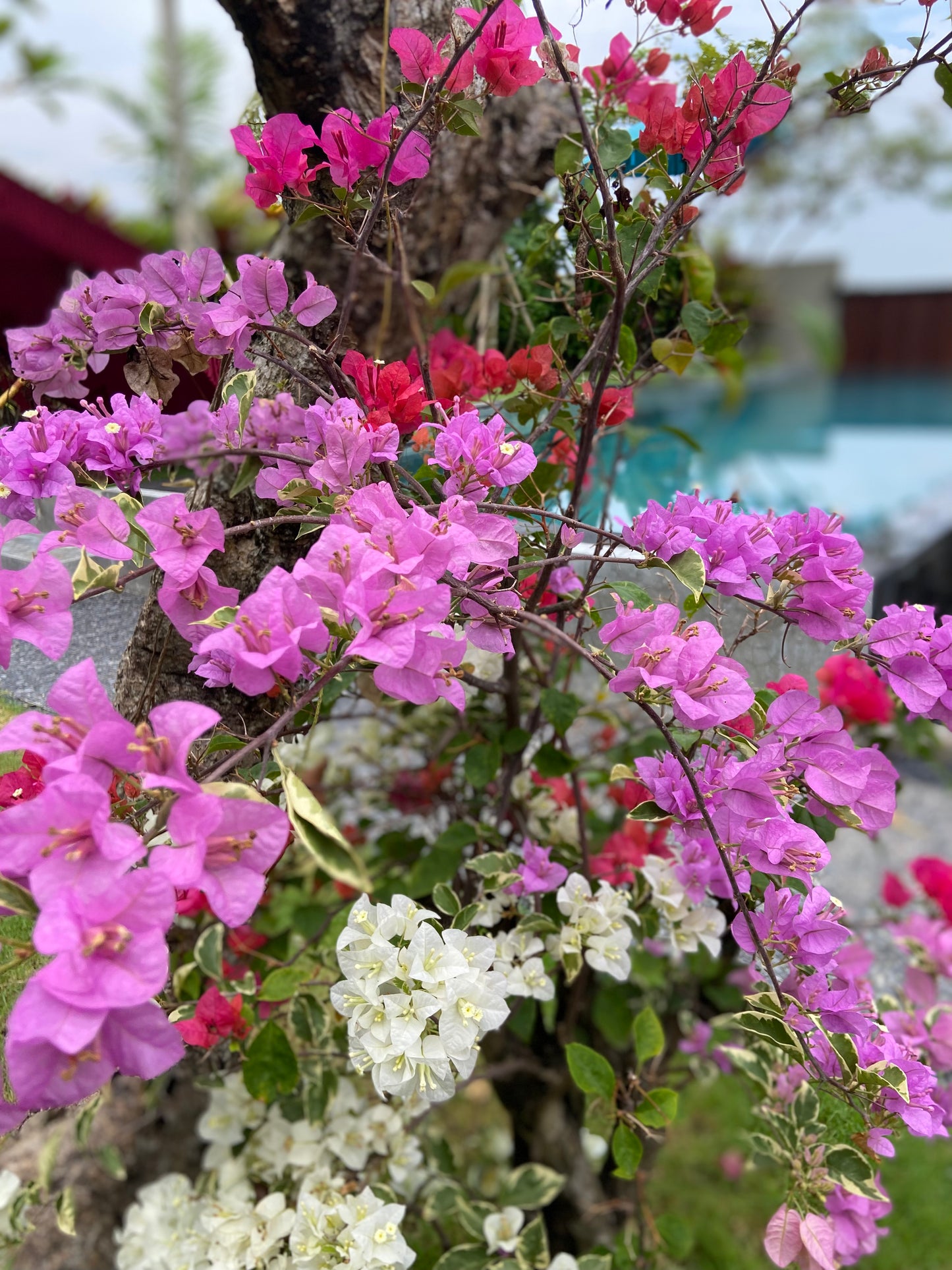 Bali Collection - Black & Gold - 2 meters wide