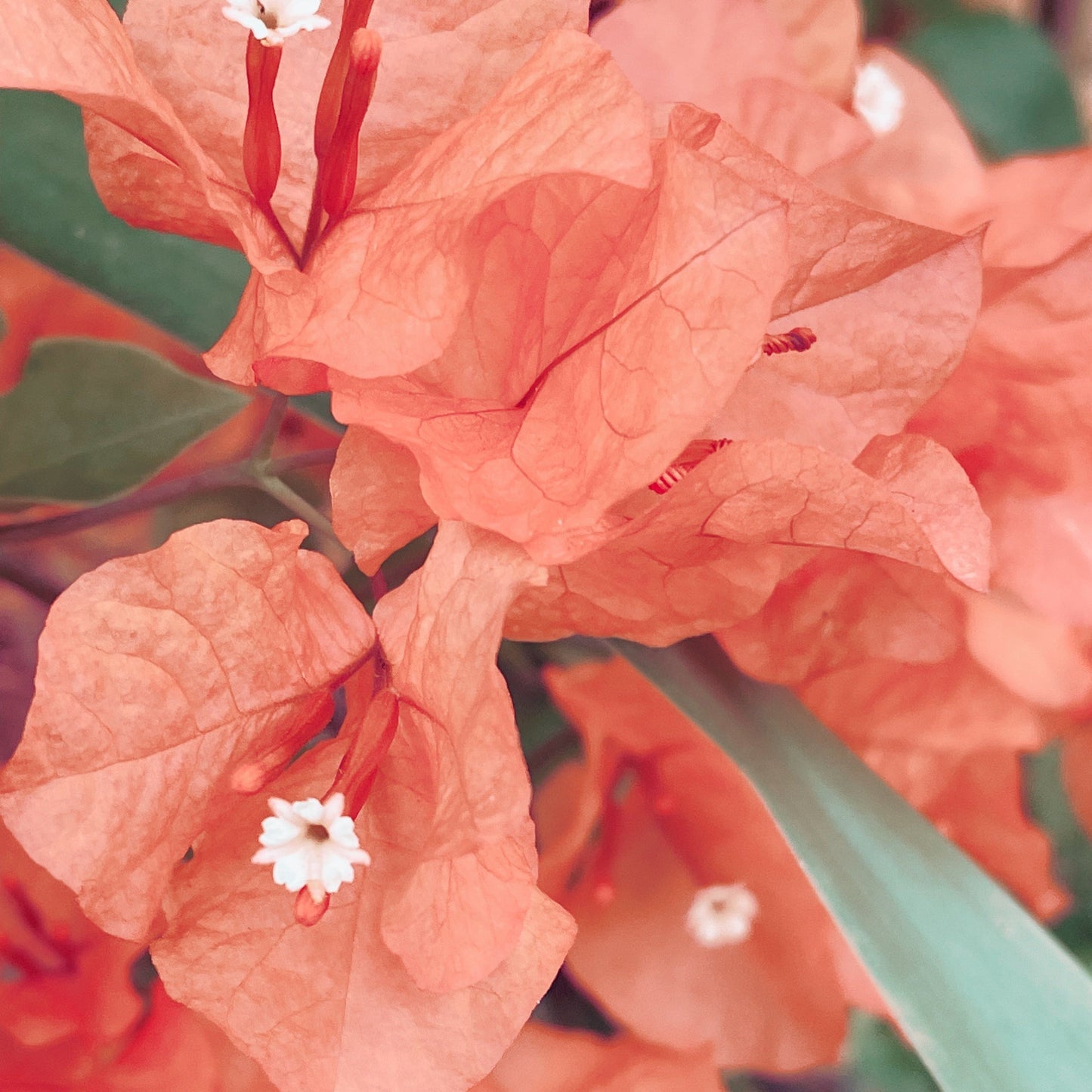 Bali Collection - Orange & Yellow - 2 meters wide