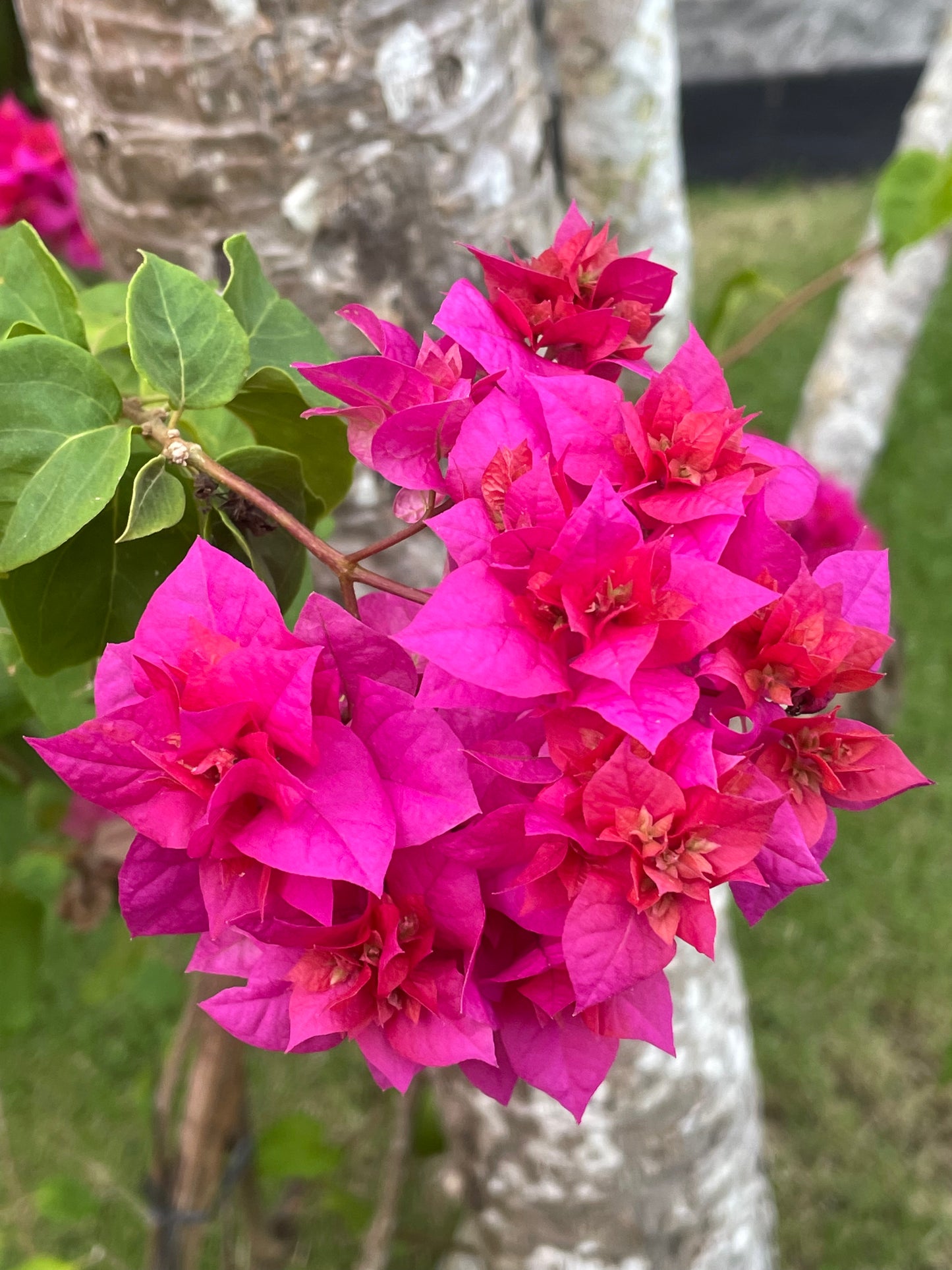 Bali Collection - Pink,  White & gold  - 2 meters wide