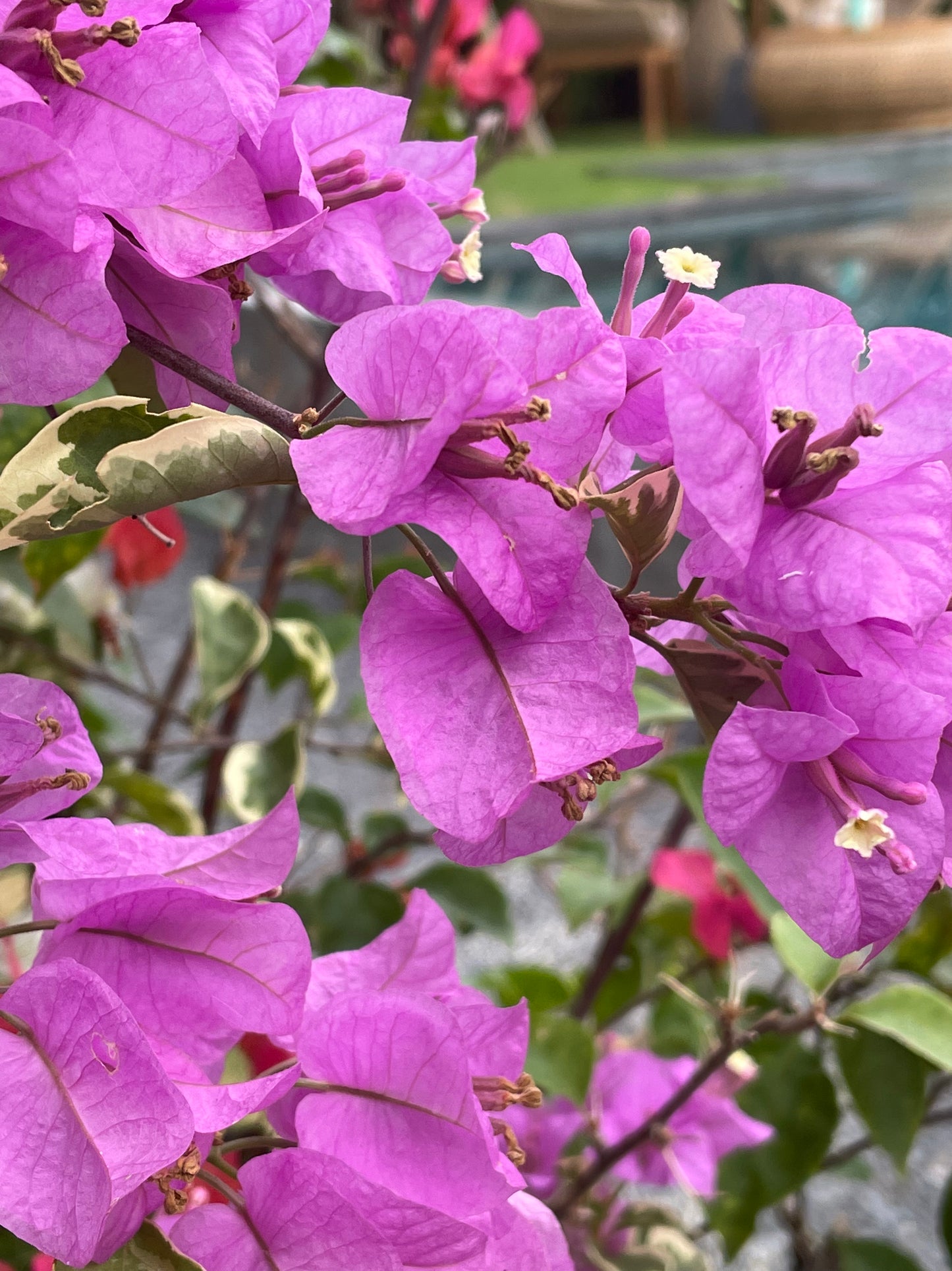 Bali Collection - Magenta & Black - 2 meters wide