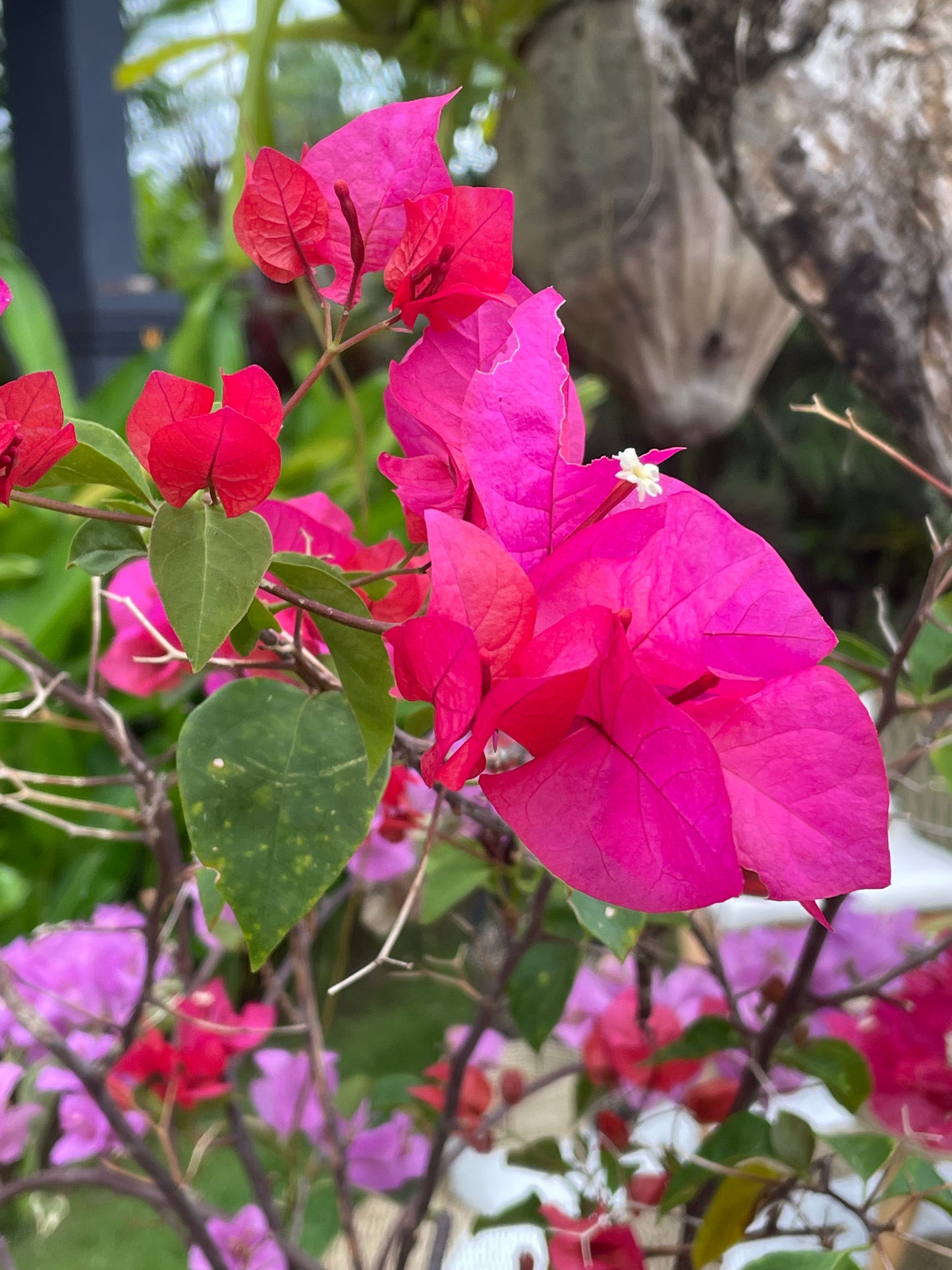 Bali Collection - Magenta & Black - 2 meters wide