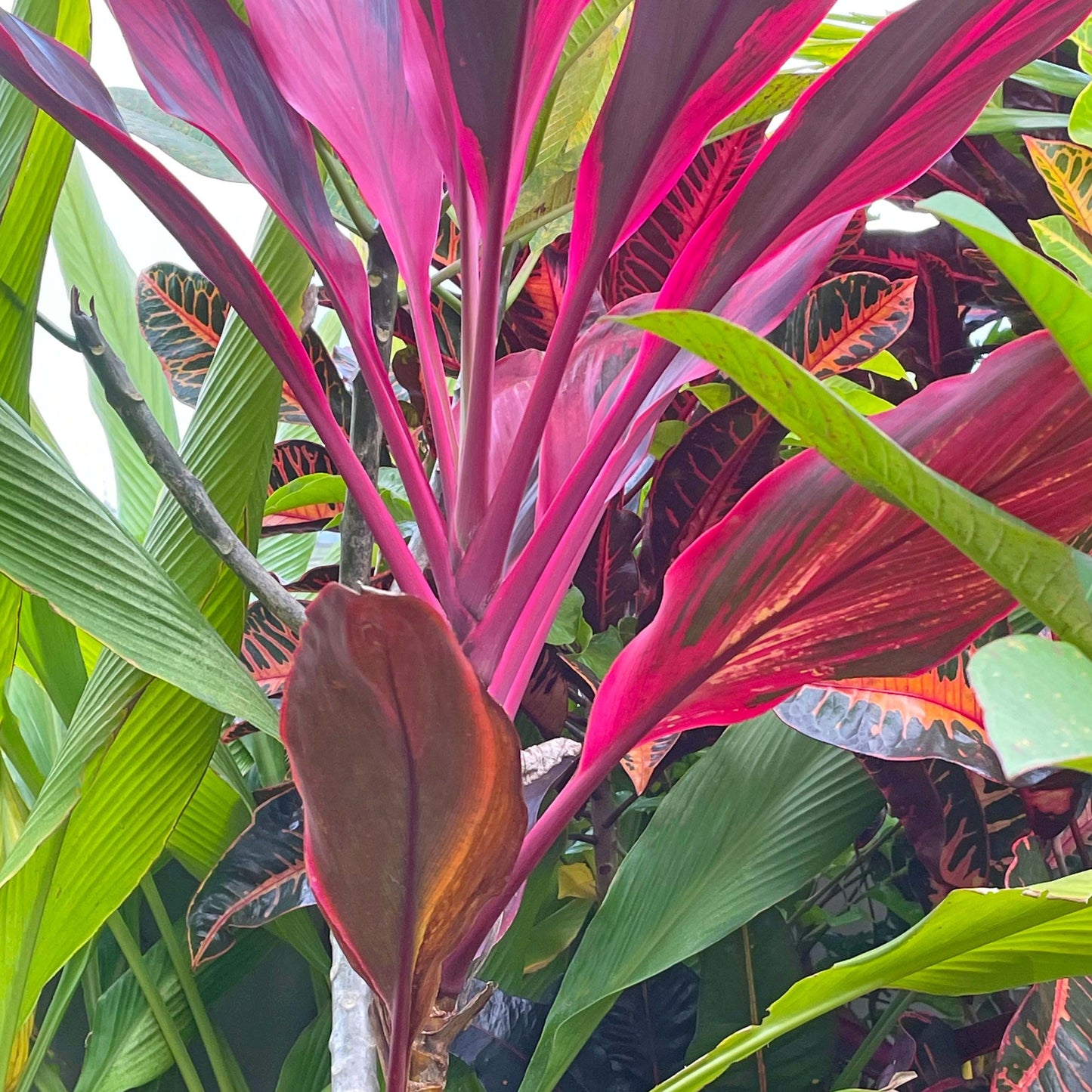 Bali Collection - Magenta & Black - 2 meters wide